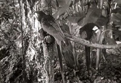 Sonanam Vruksho - Image 27.jpg