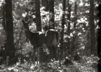 Sonanam Vruksho - Image 25.jpg