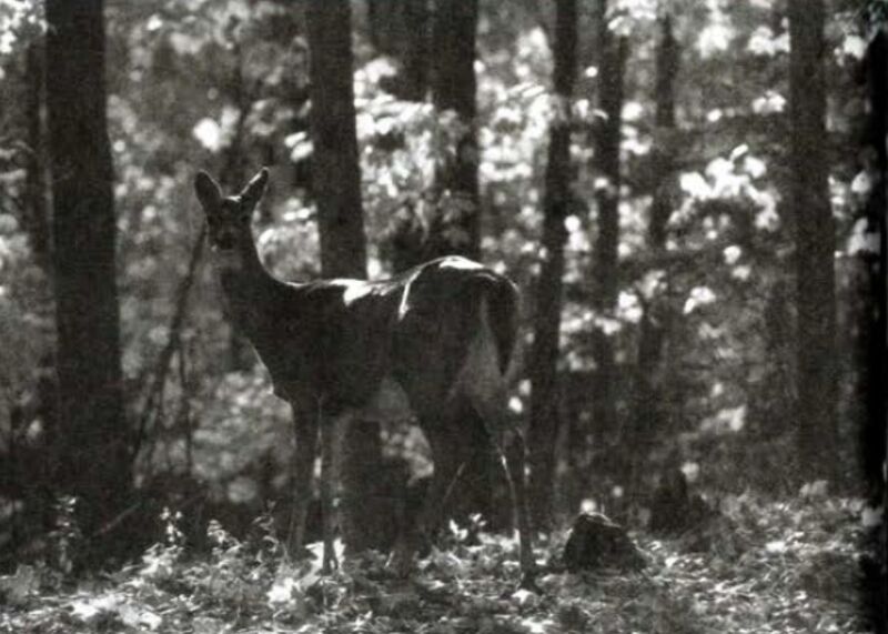 File:Sonanam Vruksho - Image 25.jpg