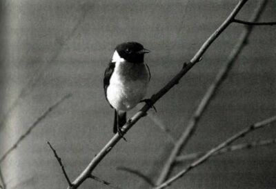 Sonanam Vruksho - Image 8.jpg