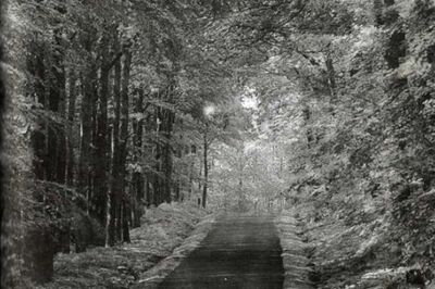 Sonanam Vruksho - Image 16.jpg