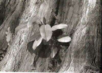 Sonanam Vruksho - Image 12.jpg