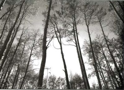 Sonanam Vruksho - Image 18.jpg