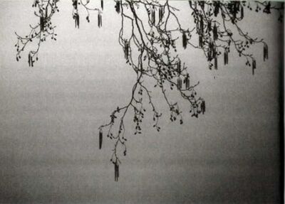 Sonanam Vruksho - Image 26.jpg