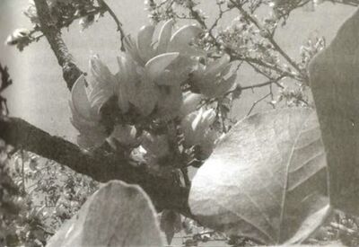 Sonanam Vruksho - Image 5.jpg