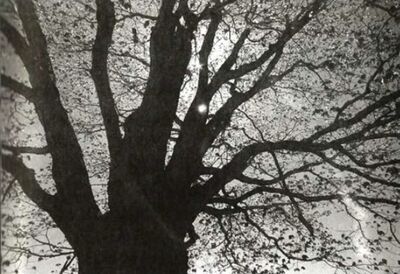 Sonanam Vruksho - Image 28.jpg