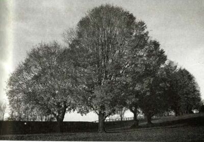 Sonanam Vruksho - Image 32.jpg