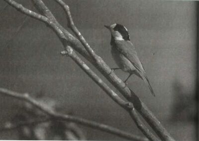 Sonanam Vruksho - Image 20.jpg