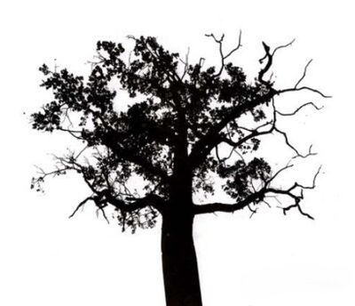 Sonanam Vruksho - Image 22.jpg