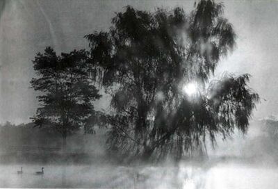 Sonanam Vruksho - Image 2.jpg