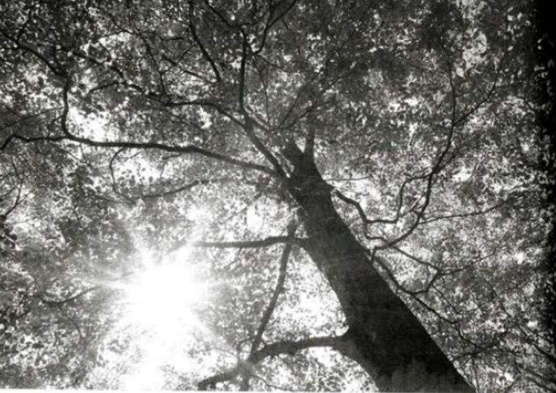 File:Sonanam Vruksho - Image 10.jpg